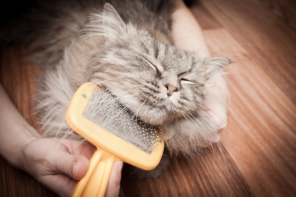 Brushing cat's chin
