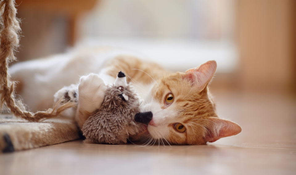 Cat with stuffed animal