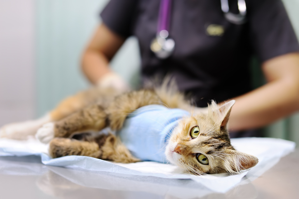 Cat on examination table