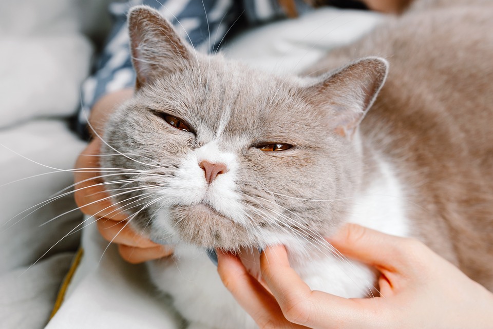 Grey cat being scratched