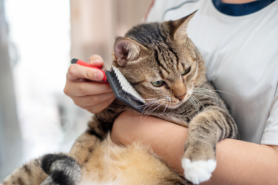 Cat being brushed