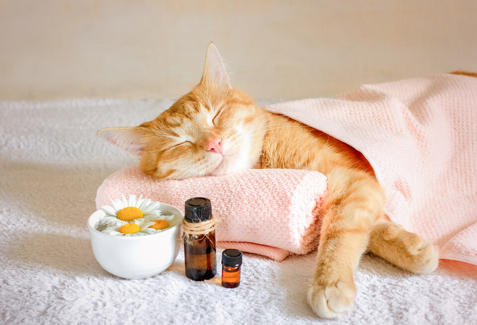 Sleeping cat and ointments