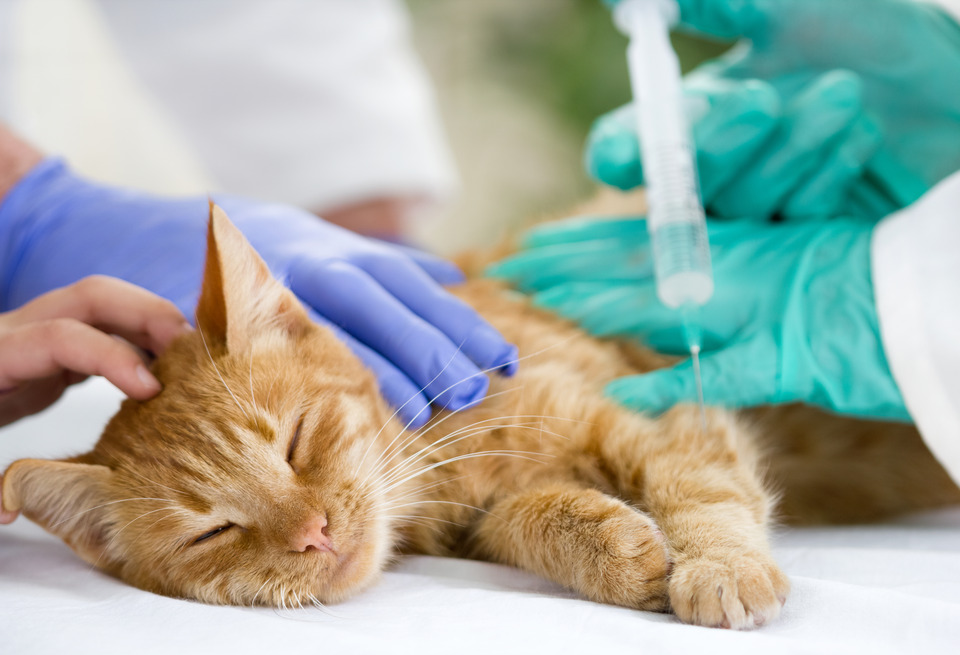 Cat vaccine